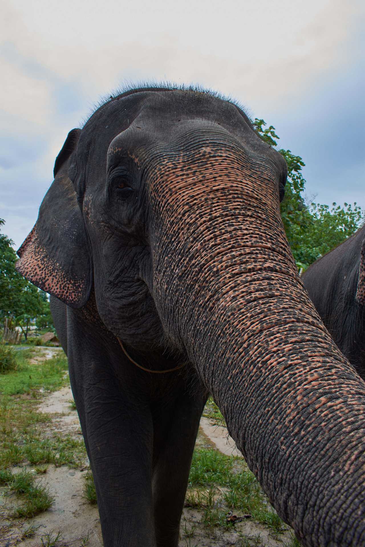 Asian Elephant